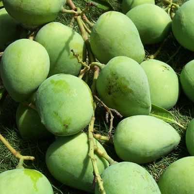 Fresh mango - Xoài tươi - 新鲜芒果
