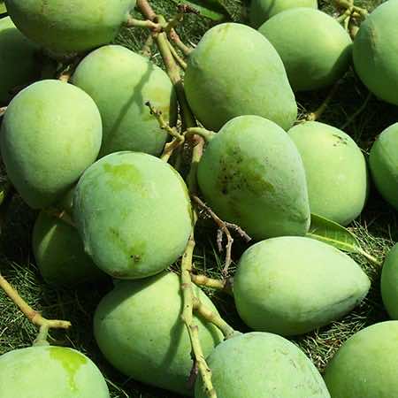 Fresh mango - Xoài tươi - 新鲜芒果