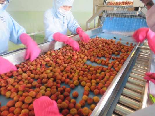 Nafoods đồng hành cùng mùa thu hoạch vải của bà con nông dân Bắc Giang