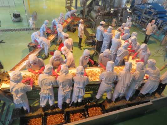 Nafoods đồng hành cùng mùa thu hoạch vải của bà con nông dân Bắc Giang