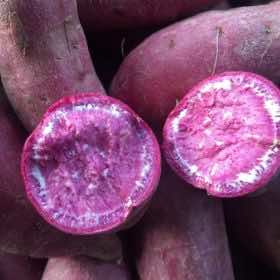 Purple Flesh Sweet Potato - Khoai Lang Tím - 紫皮地瓜