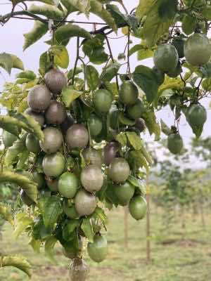 Giống chanh leo mới của Nafoods được giới thiệu tại Hội thảo