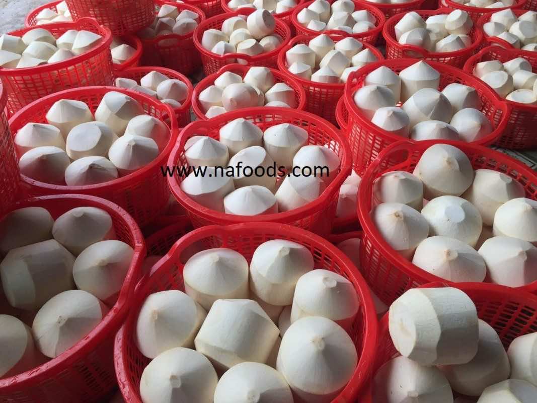 Fresh Coconut - Dừa - 新鲜椰子