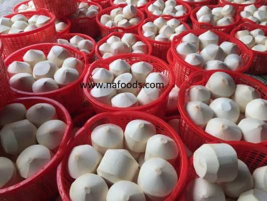 Fresh Coconut - Dừa - 新鲜椰子