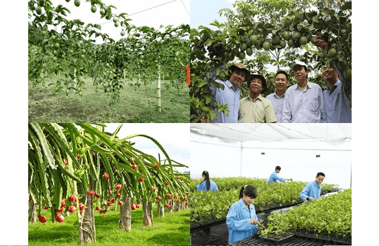 Các nông trại trực thuộc Nafoods