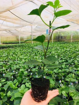 Tất cả cây giống chanh leo Nafoods đã được gắn tem truy xuất ngay tại vườn;