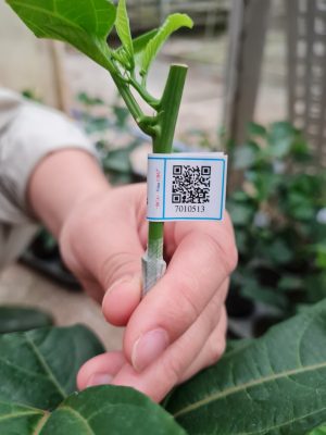 Chi tiết tem truy xuất nguồn gốc trên từng cây giống chanh leo của Nafoods;