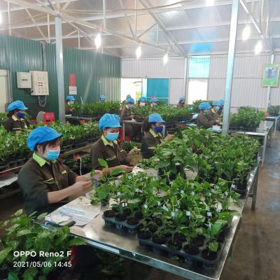 Công nhân sản xuất cây giống chanh leo Nafoods;