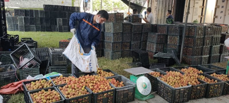 Nafoods cam kết đồng hành cùng bà con nông dân đến cuối vụ vải 2021