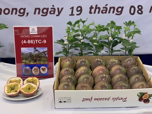 Giống chanh leo (4-86)TC-9;