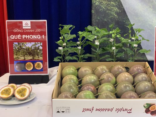 Giống chanh leo mới Quế Phong 1;
