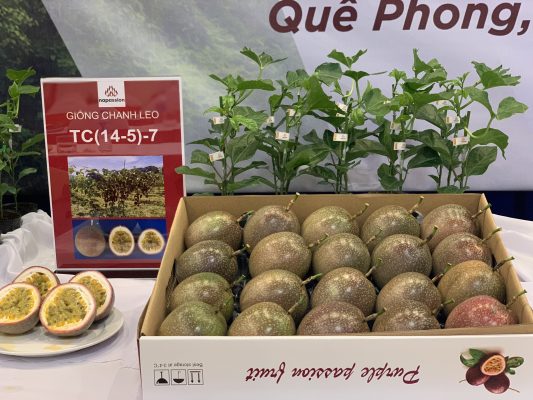 Giống chanh leo mới TC (14-5)-7 là một rong ba giống mới thuộc đề tàii