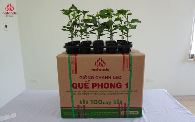 giong chanh leo moi