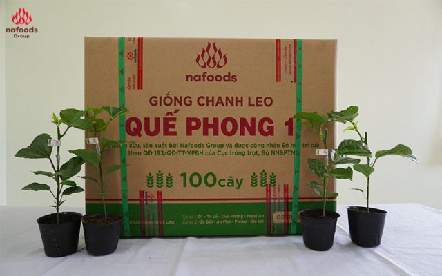 giong chanh leo moi