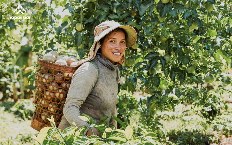 Nafoods' Linked Farmer Program in Passion Fruit Growing Regions