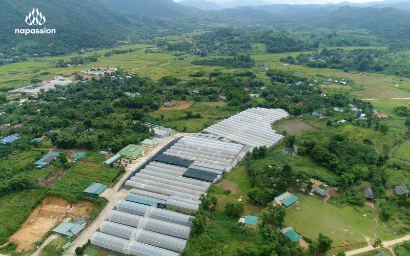 nafoods closed value chain