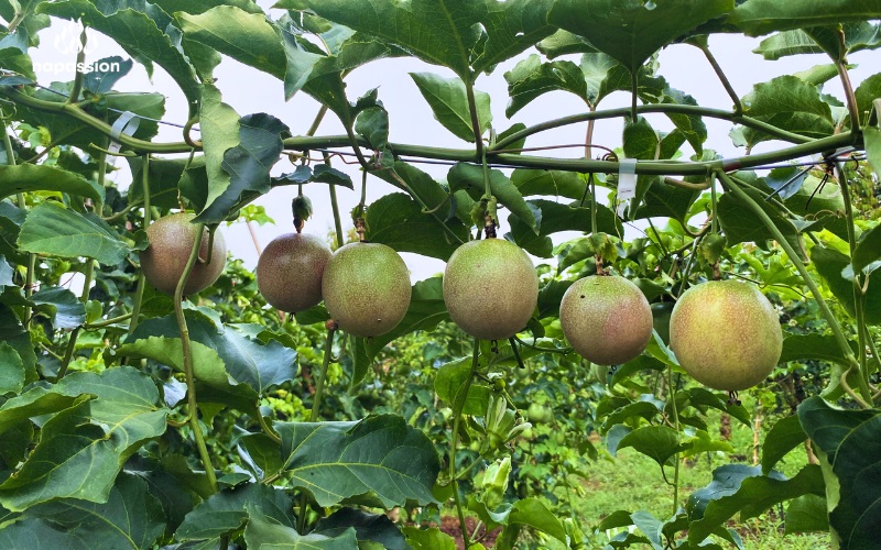 nafoods passion fruit