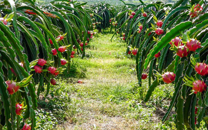 Thanh long tại vùng trồng nafoods đạt chuẩn global gap
