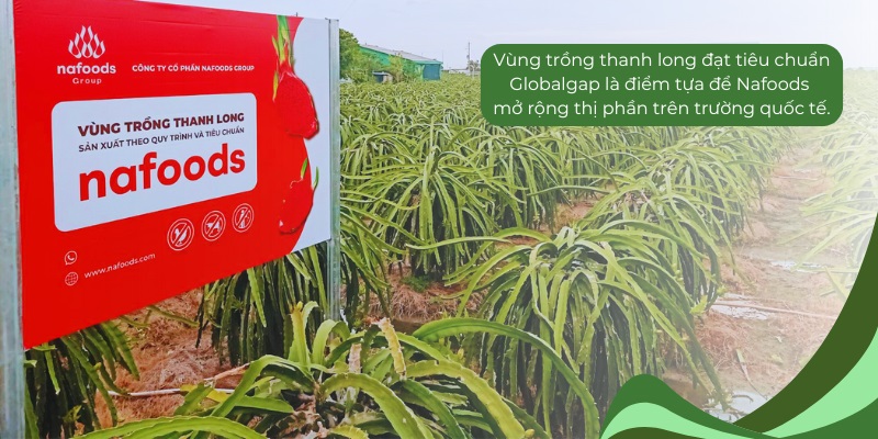 Vùng trồng sản xuất thanh long nafoods đạt chuẩn global gap