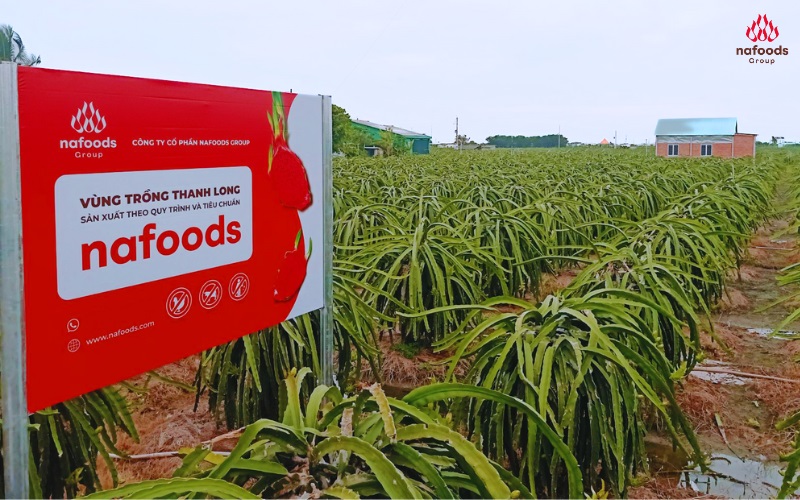 Vùng trồng thanh long đạt chuẩn global gap của nafoods tại long an tiền giang