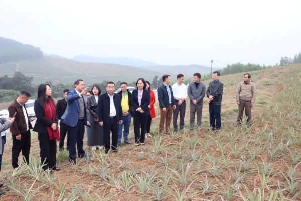 Đoàn công tác của UBND tỉnh Nghệ An do đồng chí Nguyễn Văn Đệ - Phó Chủ tịch UBND tỉnh chủ trì thăm và làm việc tại vùng nguyên liệu dứa Công ty CP Nafoods Group;