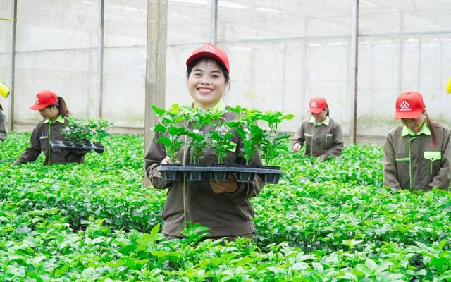 Nafoods Group sở hữu hệ thống nhà kính hiện đại với tổng diện tích lên đến 12 ha.