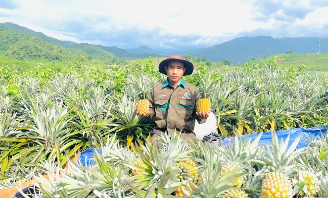 Những trái dứa đầu tiên tại vùng nguyên liệu Tri Lễ (Nghệ An) được thu hoạch sau gần hai năm đầu tư, tạo nguồn nguyên liệu phục vụ chế biến và xuất khẩu.