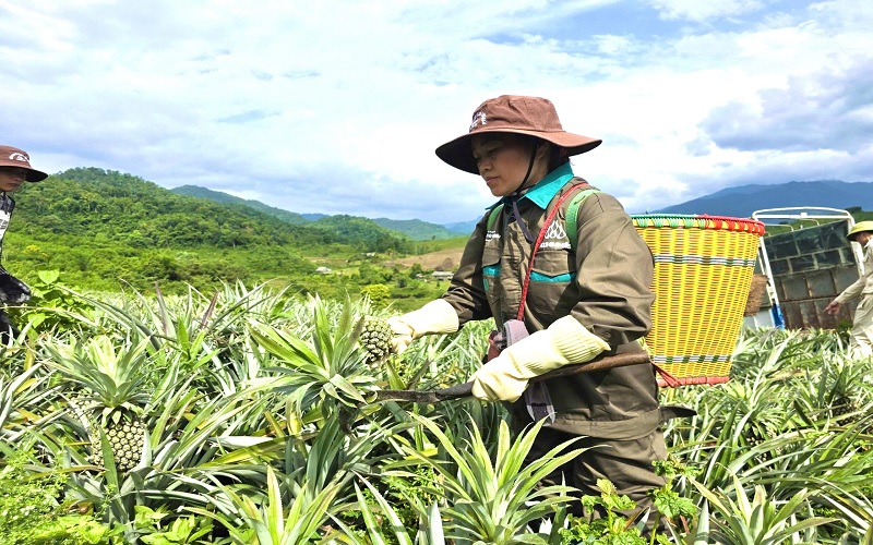 After nearly 18 months of cultivation, the pineapple plantations in Tri Lễ have now reached their first harvest season.