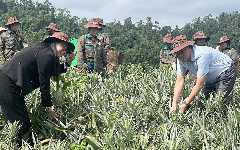  Local leaders, guests and residents joined the pineapple harvesting experience at the Farm Tour in Tri Lễ
